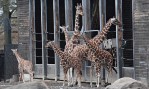 Marius the giraffe and friends
