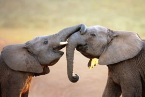 It is estimated that one elephant is killed in Africa every 15 minutes. At that rate, this iconic species may go extinct in little more than a few decades. Photo by Alamy